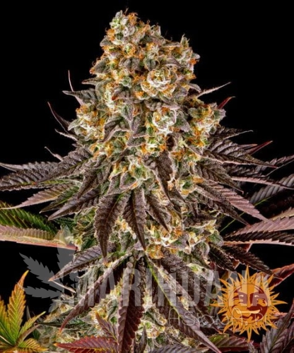 gelato-45_circle_new_21_362937 (1).jpg