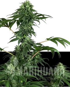 420 Punch - SENSI SEEDS