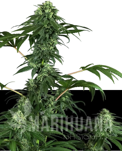 feminizowane-420-Punch-xl.png