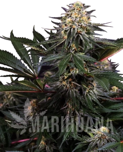 Lockdown Kush - SENSI SEEDS