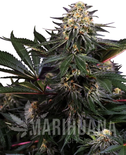 lockdown-kush-feminizowane-xl.png