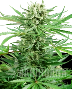 Papi Chulo OG - SENSI SEEDS