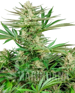 Malibu OG Gold - SENSI SEEDS