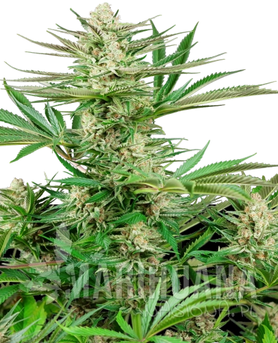 feminizowane-malibu-og-gold-xl.png