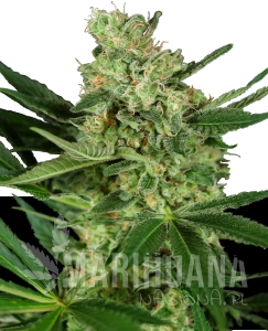 Pumpkin Spice - SENSI SEEDS