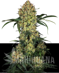 Aloha OG - SENSI SEEDS