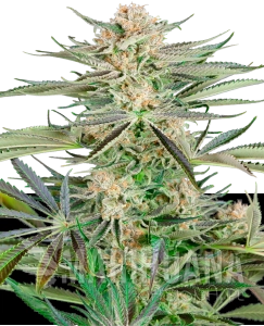 Screwdriver OG - SENSI SEEDS