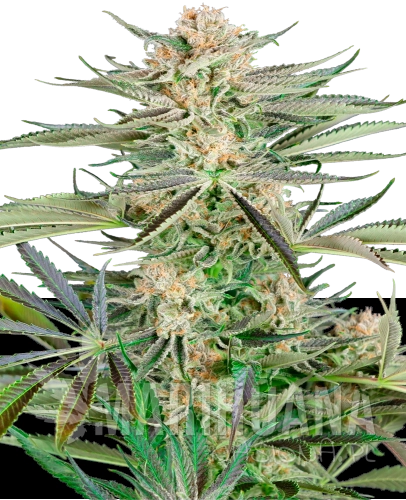 feminizowane-screwdriver-og-xl.png