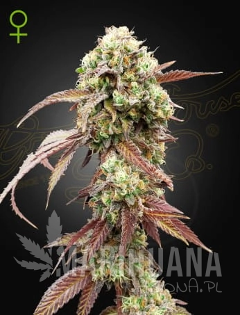 West-Coast-OG-Gelato.jpeg.jpg