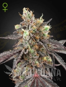Gelato 41 x Gelato 41 Auto - GREEN HOUSE SEEDS