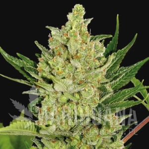 Strawberry Cheesecake Auto - SEEDSMAN
