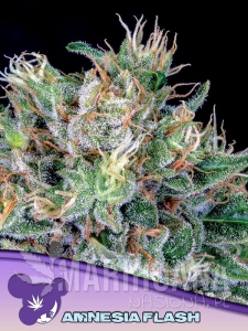 Amnesia Flash - ANESIA SEEDS