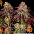 mimosa-x-orange-punch-auto_1_660793.jpg