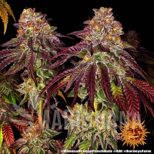 mimosa-x-orange-punch-auto_1_660793.jpg