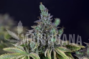 Gelat.OG - SEEDSMAN