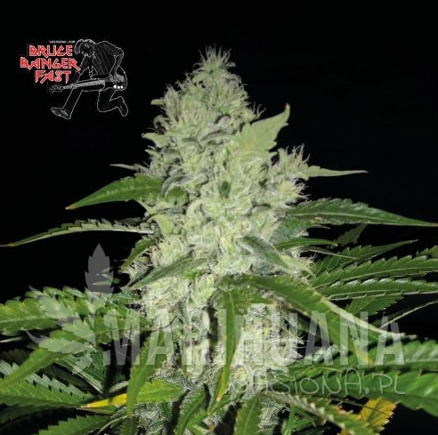 bruce-banger-fast-seedsman-1.jpg