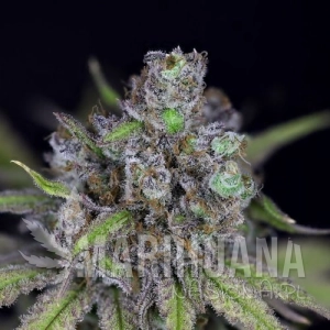 CBG Relief Auto - SEEDSMAN