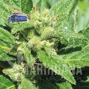 Alaskan Diesel Auto - SEEDSMAN