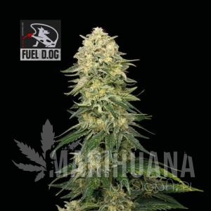 Fuel D.OG - SEEDSMAN