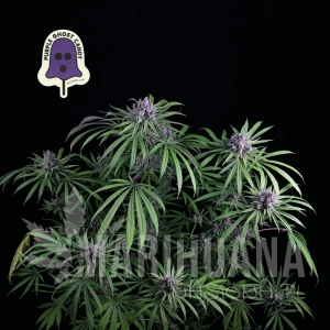 Purple Ghost Candy - SEEDSMAN