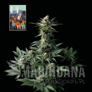 L.A. Peyote Kush - SEEDSMAN