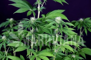 Seedsman CBG #1 - SEEDSMAN