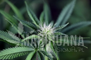 Peyote Wi-Fi CBD 2:1 - SEEDSMAN