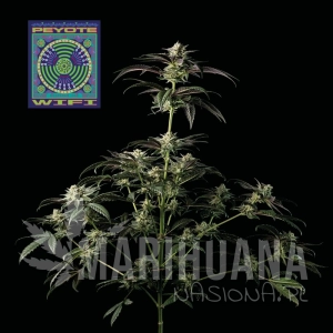 Peyote Wi-Fi - SEEDSMAN