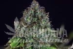 Jack Herer Auto - SEEDSMAN