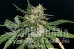 northern-lights-auto-seedsman-1.jpg