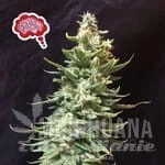Amnesia FAST - SEEDSMAN