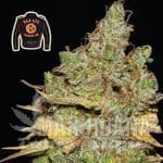 Badazz Cookies OG - SEEDSMAN