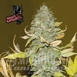 Bruce Banger - SEEDSMAN