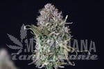 OG Kush Auto - SEEDSMAN