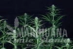 cream-cheese-cbd-1-1-seedsman-1.jpg