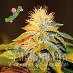 Bubba Kush - SEEDSMAN