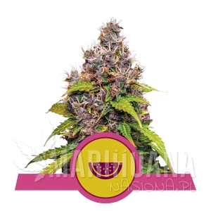 Watermelon - ROYAL QUEEN SEEDS
