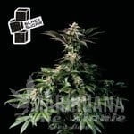 Black Sugar - SEEDSMAN