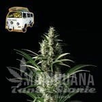 the-white-og-seedsman-1.jpg