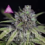 critical-purple-kush-seedsman-1.jpg