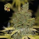 Badazz OG Cheese - SEEDSMAN
