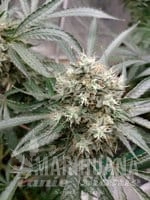 Strawberry Banana Grape - SEEDSMAN