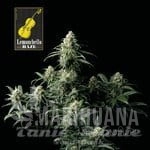 lemonchello-haze-seedsman-1.jpg