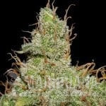 Jack Herer - SEEDSMAN
