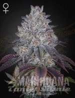 King's Tart - GREEN HOUSE SEEDS
