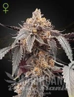guava-x-gelato-41-auto-green-house-seeds-1.jpg