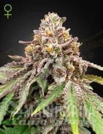 Blue Haze x Gelato 41 Auto - GREEN HOUSE SEEDS