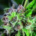 Watermelon Zkittlez - PYRAMID SEEDS