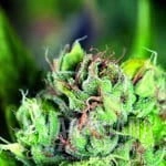 Tahoe Cure - PYRAMID SEEDS