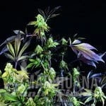 Sunset Sherbet - PYRAMID SEEDS